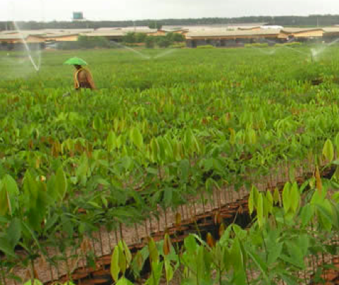 OKOMU OIL PIX