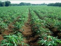 cassava plant
