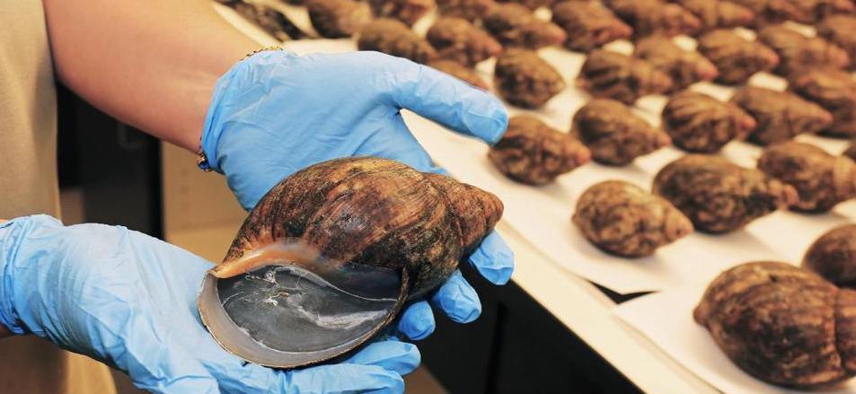 L.A Airport Officials Just Seized These 67 Live Giant African Snails Meant For Human Consumption From A Nigerian