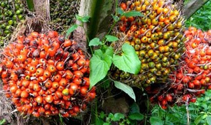 [Corporate Action] Okomu Oil’s Pre-tax Profits Rises By 23% to N2.5 billion In Q3’2015