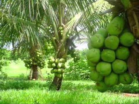 Nigerian Coconut Producers say sector can generate $400 billion if FG provides them with Malaysian seeds 