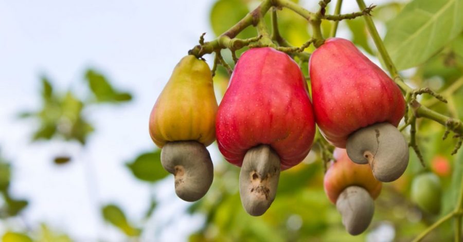 Latest: Top 10 agricultural exports from Nigeria