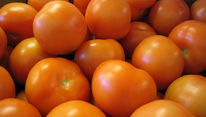 Tomato Ebola: Pesticide For Killing Moths Discovered