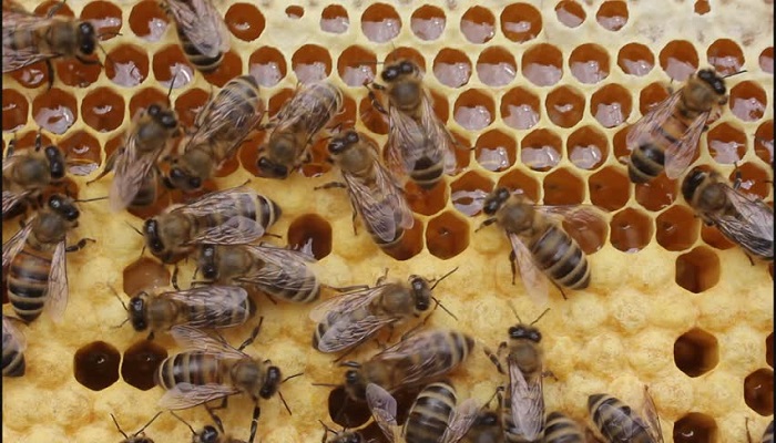 Nigeria to get listed among the EU Bee exporting countries