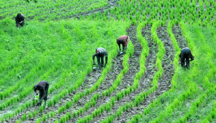 How to start a farming business in Nigeria