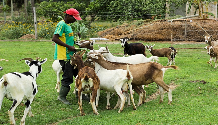 Tools you need to start a goat farm in Nigeria