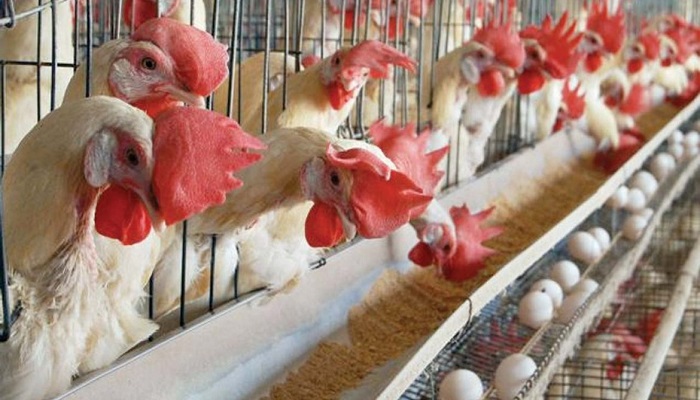 Top 10 lucrative livestock businesses in Nigeria