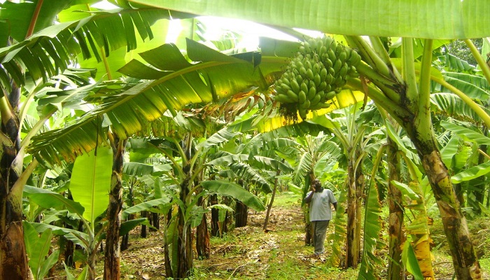 Consider these for a winning business plan for plantain farming
