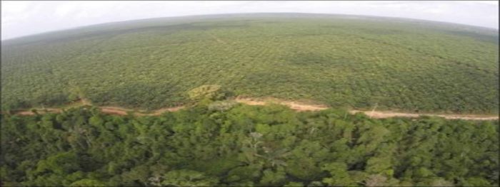 Q1 2018 Results: Okomu Oil Palm Plc posts 24% increase in revenue