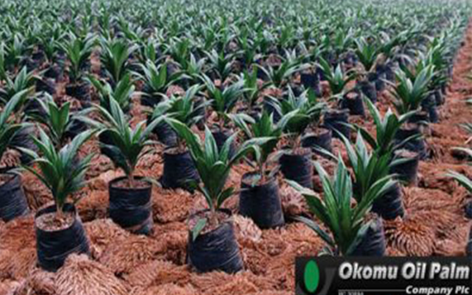 H1 2018 Result: Okomu Oil Palm Plc posts 5% decline in profits