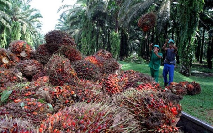 Okomu Oil half year profit drops by 57%