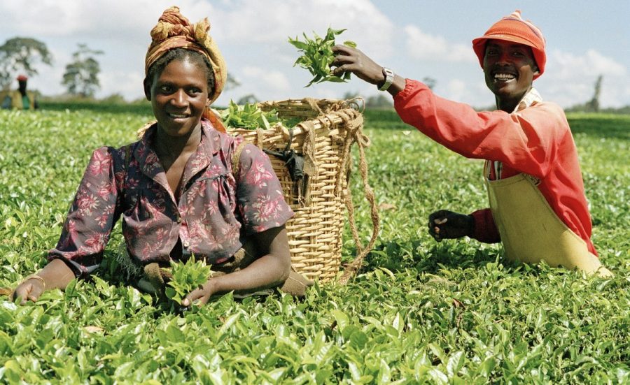 Sterling Bank dedicates 10% loan portfolio to supporting agriculture