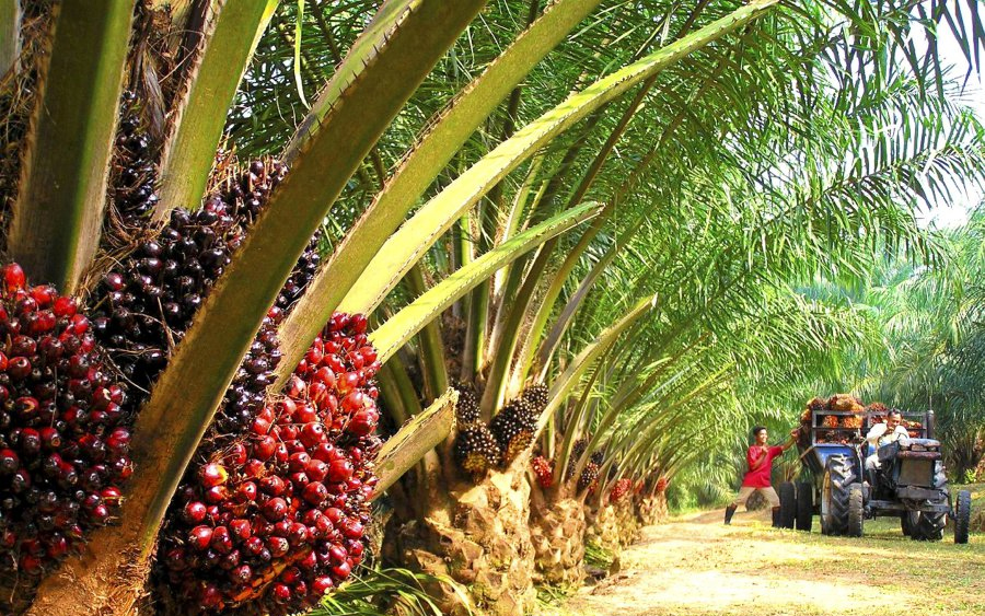 Emefiele claims Nigeria loses $20 billion yearly because of oil palm neglect