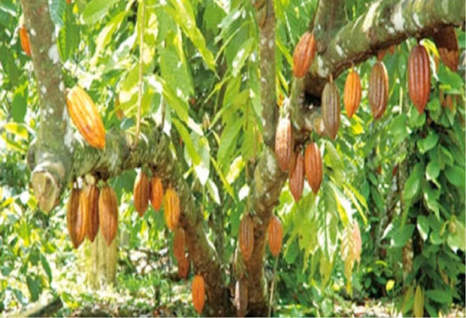 Nigeria may lose $765 million worth of cocoa to bad weather