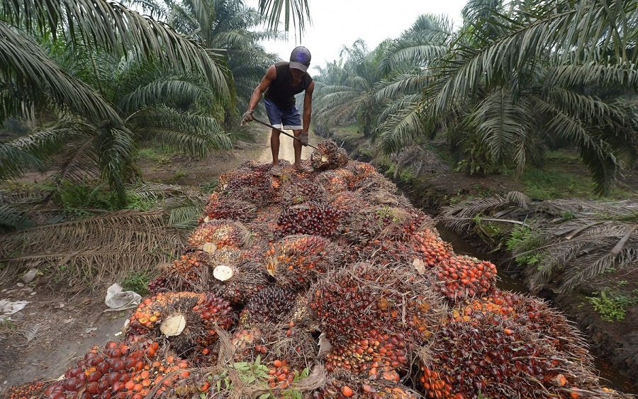 Palm Oil Producers want our borders to be “totally shut”