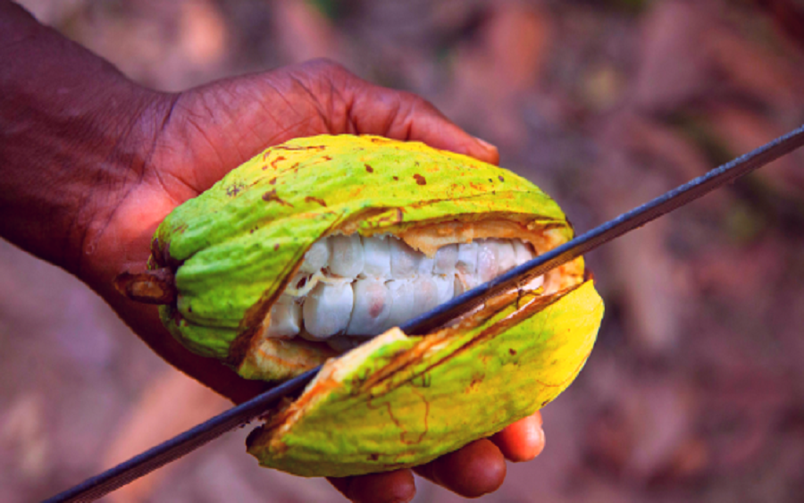 Sesame, Cocoa, Cashew gross $84.97million – AFEX report