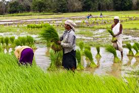 Poor African&nbsp;demand pulls&nbsp;Indian rice price&nbsp; &nbsp;