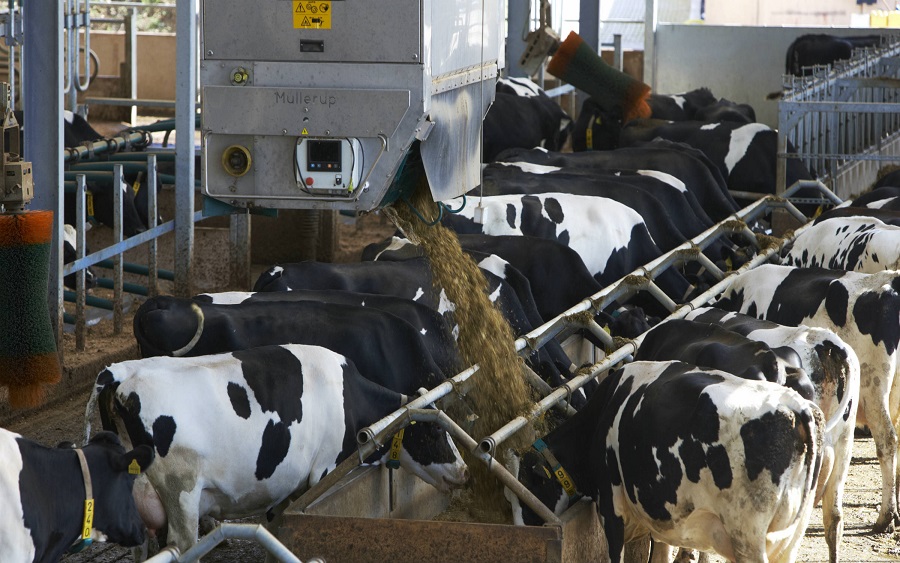 Milk production