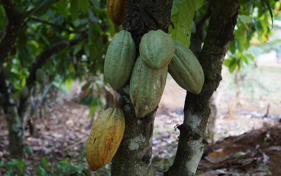 Nigeria earns over N103 billion Naira from cocoa export in 2018