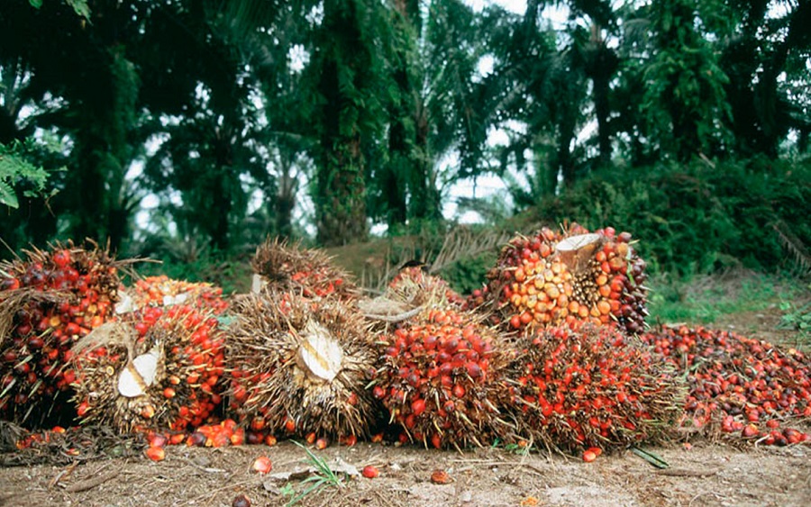 Okomu Oil Plc records 24.1% increase in 2020 FY revenue