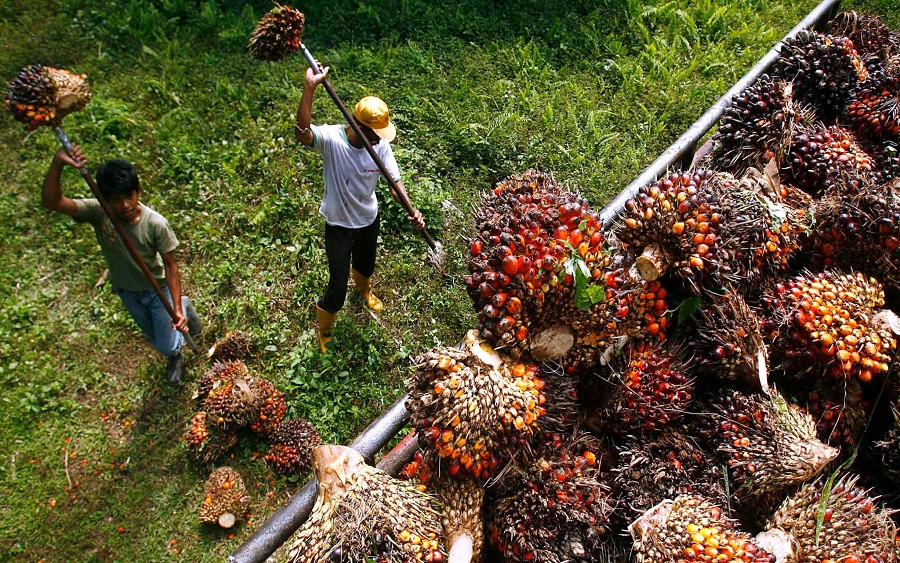 India to discourage palm oil imports through heavy fines 