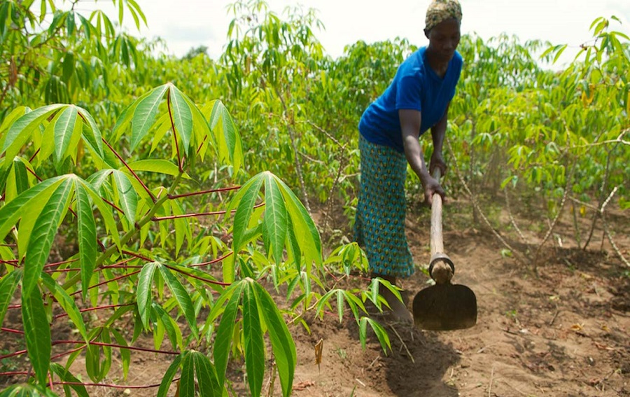 Bank lending to agriculture rises to 5.33% in May 2025-NIRSAL 