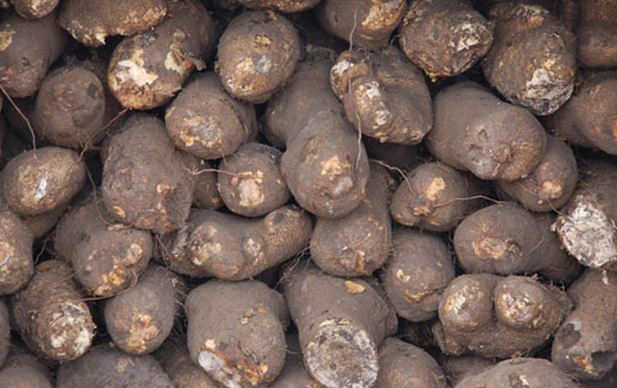 MSMEClinic gets 200,000 capacity yam storage facility in Benue