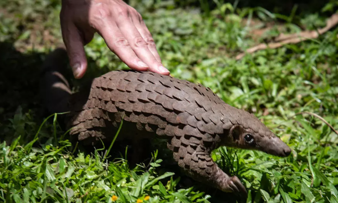 Nigeria seizes Vietnam-bound Pangolin scales worth N952 million