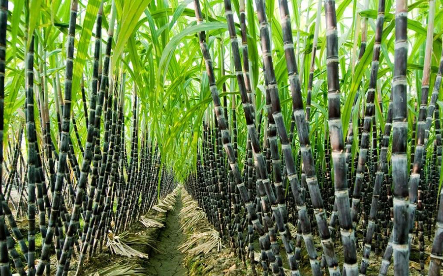Flour Mills acquires 5,200 hectares of land, sets N160 billion as cost of the new expansion project
