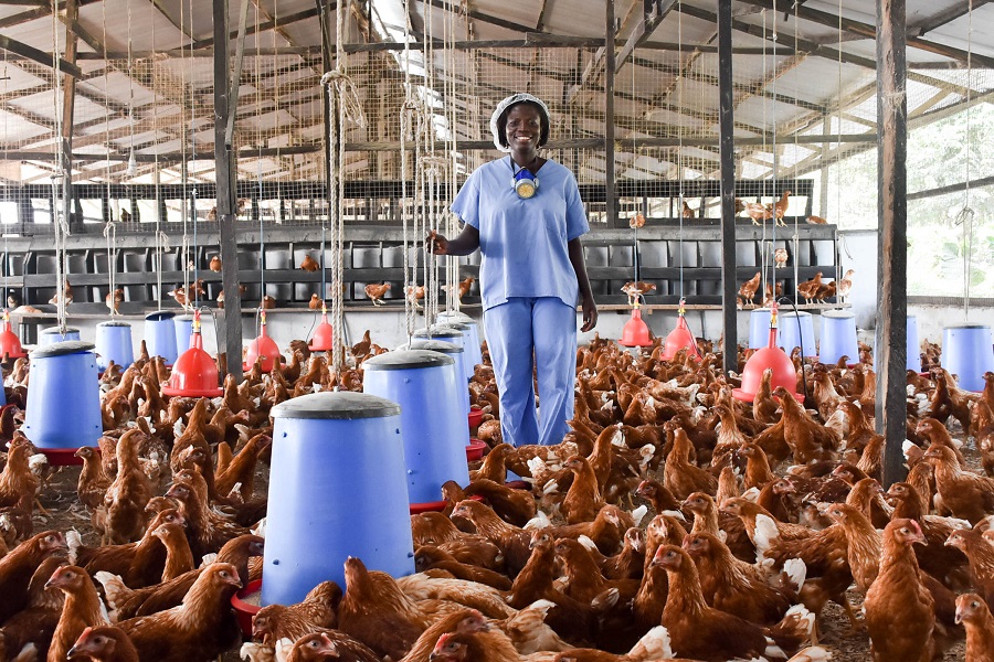 Poultry association warns of risk of 25 million jobs in the sector