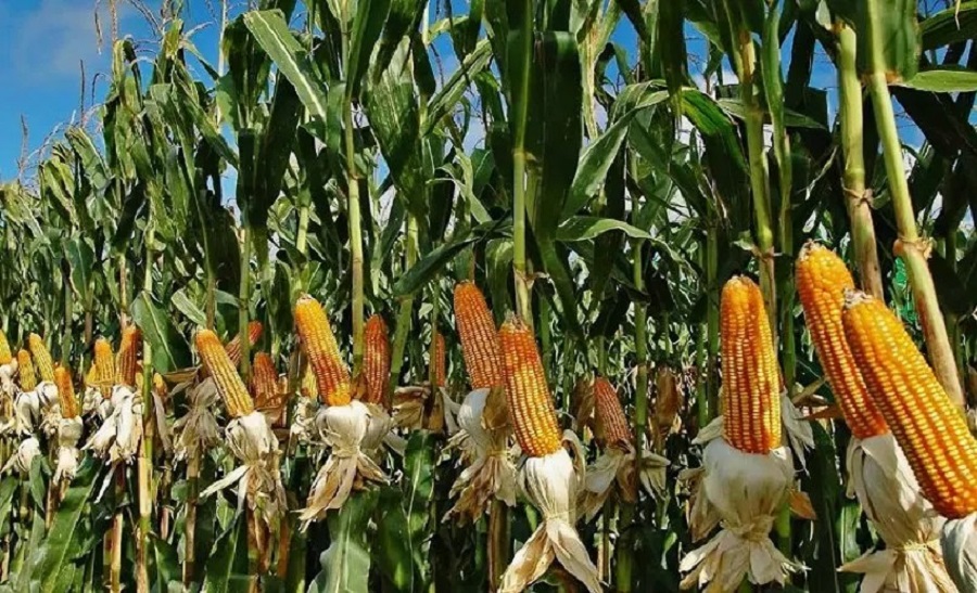 FG says it has closed the 4 million MT maize supply gap through local production