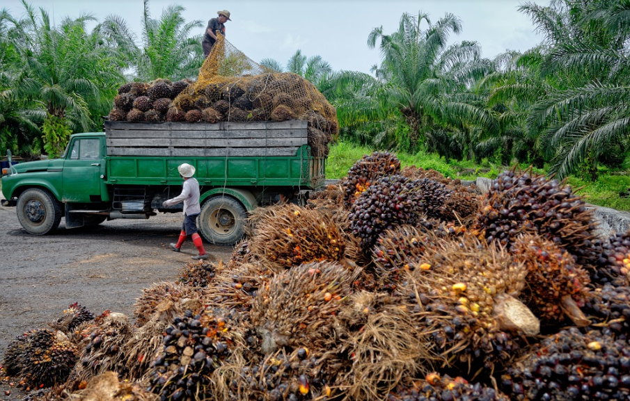 Reviving palm oil exportation by solving the derivation controversy