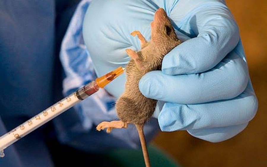 Lassa fever: FG records 92 casualties in 2021