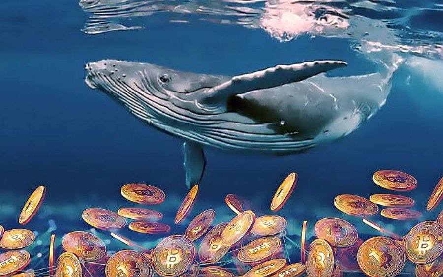 Whale accumulation pushes Bitcoin to reclaim $43,000 despite interest rate hike from US Fed