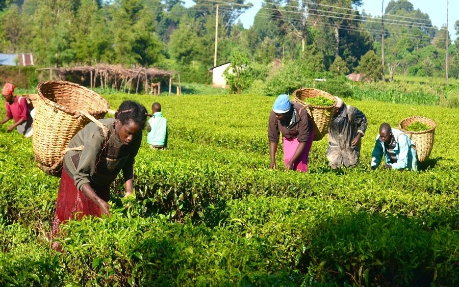 GDP: Nigeria’s agriculture sector grew by 1.34% in Q3 2022