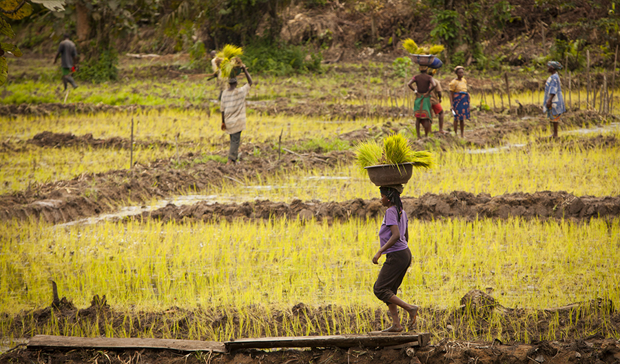 Nigeria to begin rice exports as RIFAN signs agreement with Tiamin Rice Company