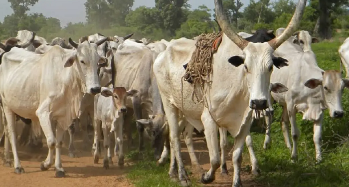 Agriculture: FG approves national dairy policy