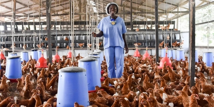 Bird Flu: FG says “No Vaccination policy” despite depleted poultry population