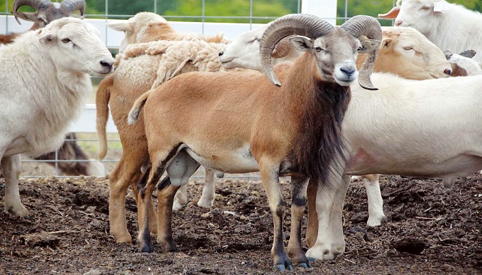 Why the stock market is like a gadget shop and investment forums are like the ram market