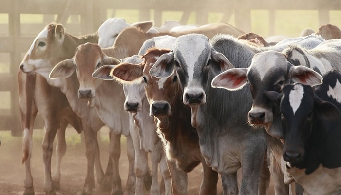 Nigeria’s livestock production is insufficient despite N30 trillion valuation – Prof. Eustace Iyayi