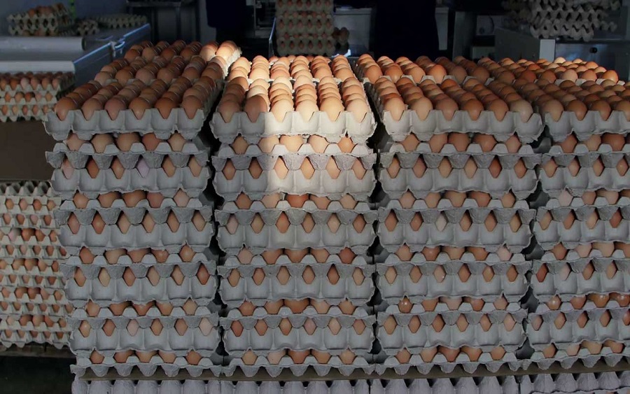 Egg Glut: How Nigeria ended up with 20 million unsold crates of eggs 