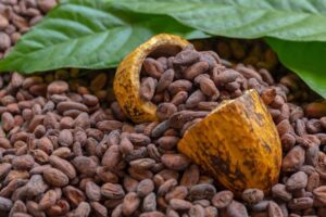 FG targets 500,000 metric tonnes in cocoa production next year 
