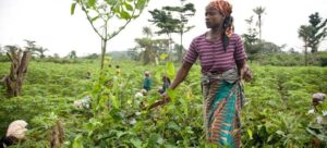 USADF opens application for grant financing of $250,000 to agricultural cooperatives, others