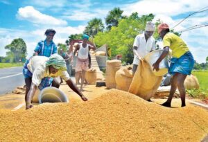 FG purchases 58,500 tons of milled rice for market stabilisation
