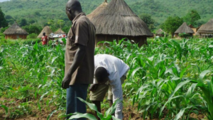 Agro-Processing Zones: FG says it plans to fast track AfDB’s SAPZ project for agricultural growth