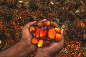 Oil palm producers ask state governments to stop foreign companies from owning oil palm plantation 