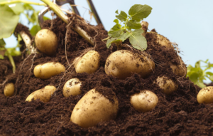 Nigeria, Germany launch strategy to boost Nigeria’s potato production