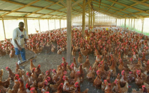 Poultry farmers say over 30% of their business shut down in 6 months across Nigeria