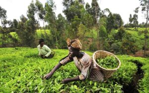 National Agricultural Development Fund takeoff marks fresh hope for Agric Investment Funding – Farmers
