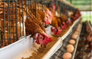 Lagos poultry farmers project chicken, egg prices drop driven by subsidy 